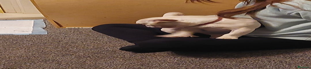 French Bulldog Puppy 3