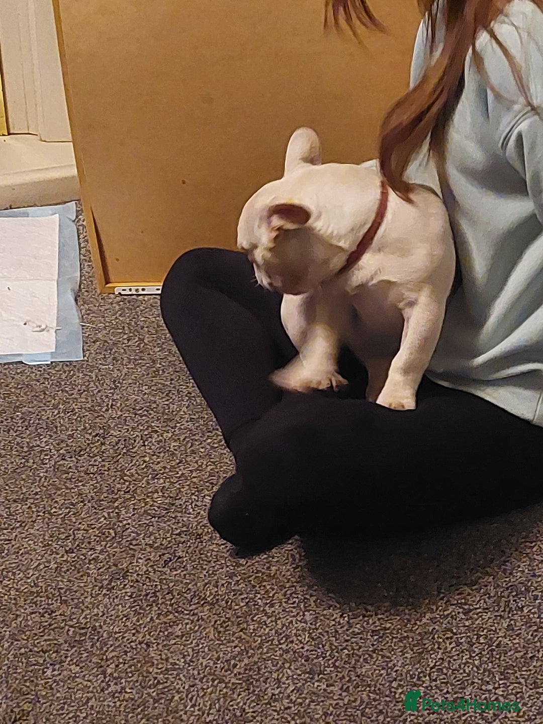 French Bulldog dogs for sale: Frenchy girls - Advert 6