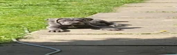 Cane Corso dogs for stud: BLUE CANE CORSO FOR STUD - Advert 8