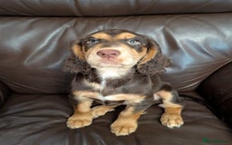 Cocker Spaniel dogs for sale: 3 Girls Looking For Loving Homes - Image 4
