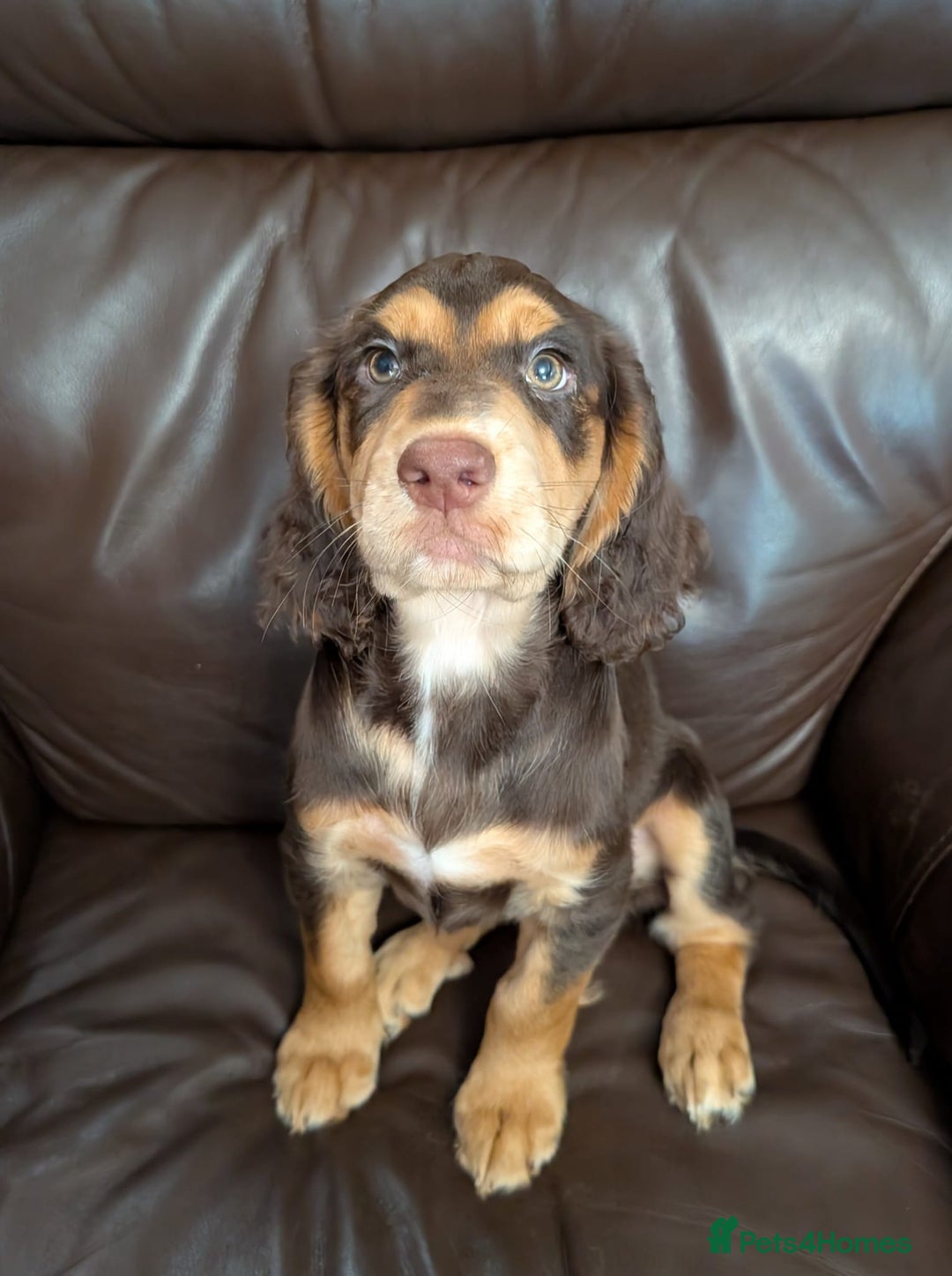 Cocker Spaniel dogs for sale: 3 Girls Looking For Loving Homes - Image 4