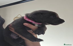 Mixed Breed dogs for sale: Adorable puppies for sale!  - Image 23