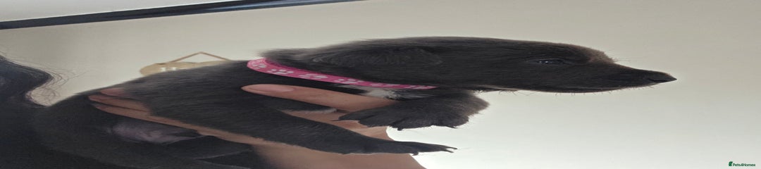 Max (bright pink collar)