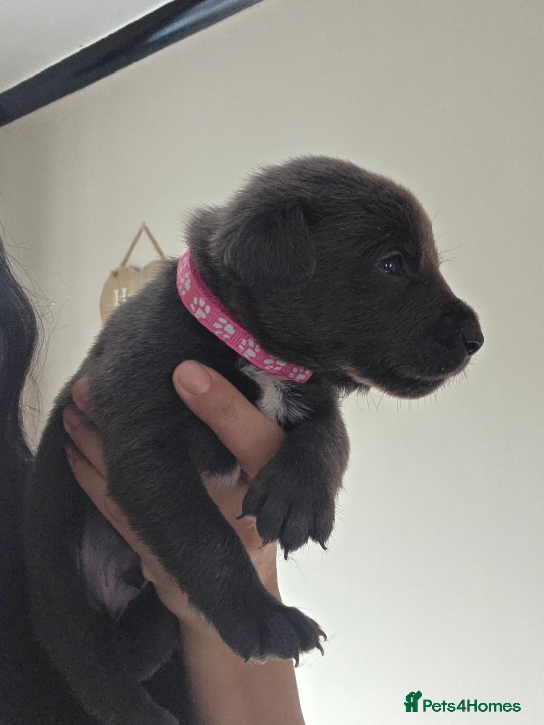 Mixed Breed dogs for sale: Adorable puppies for sale!  - Image 23