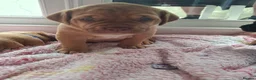 Mixed Breed dogs for sale: Muscle mastiff puppies  - Advert 6