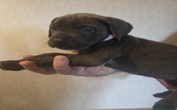 Cane Corso dogs for sale: Purebred champion bloodline cane corso puppies - Image 12