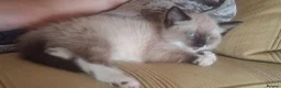Mixed Breed cats for sale: Delicious mixed breed kittens - Advert 9