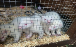 Ferret rodents for sale: Angora x working hobs - Image 5