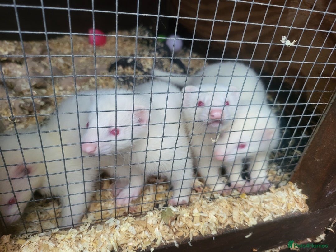 Ferret rodents for sale: Angora x working hobs - Image 5