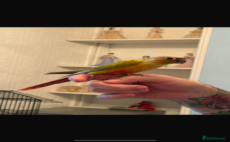 Conures birds - Advert 2