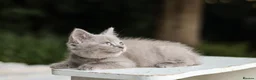 British Shorthair cats for sale: Stunning British Shorthair Kittens 🤍🐈 - Advert 8