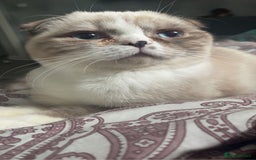 Scottish Fold cats for sale: Scottish fold cat for sale - Image 1