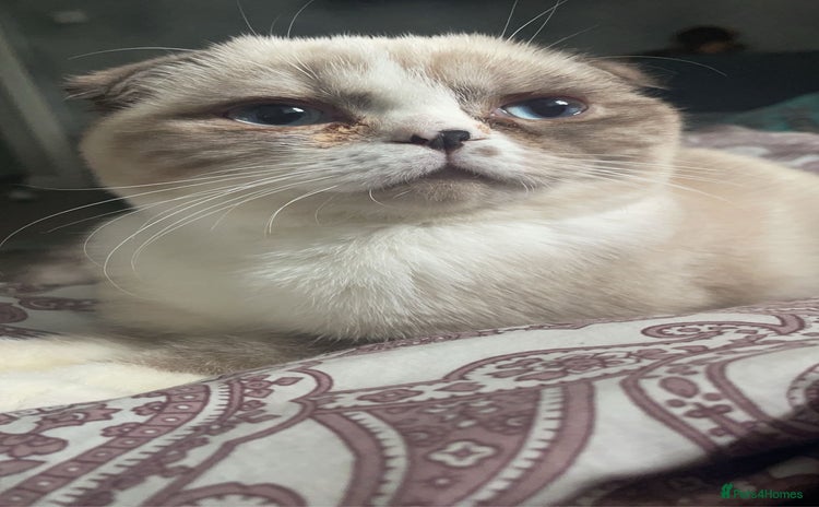 Scottish Fold cats - Advert 1