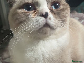 Scottish Fold cats Scottish fold cat for sale - Advert 2