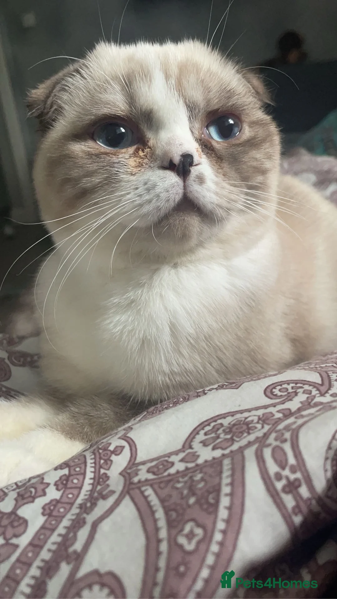 Scottish Fold cats for sale: Scottish fold cat for sale - Advert 1