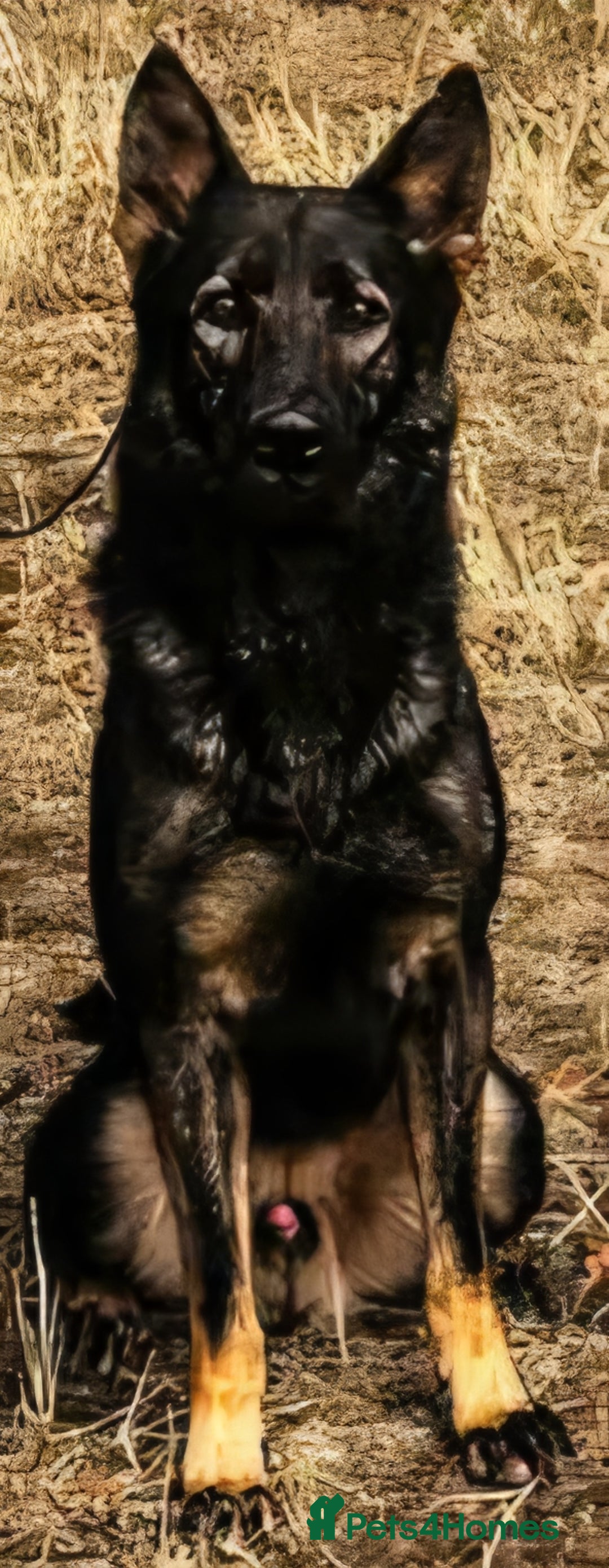 German Shepherd dogs for stud: CZECK LINE GERMAN SHEPHERD FOR STUD DUTIES ONLY  - Advert 6