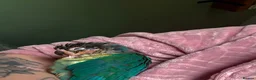 Conures birds for sale: Green Cheek Conure Looking for His Forever Home - Advert 24