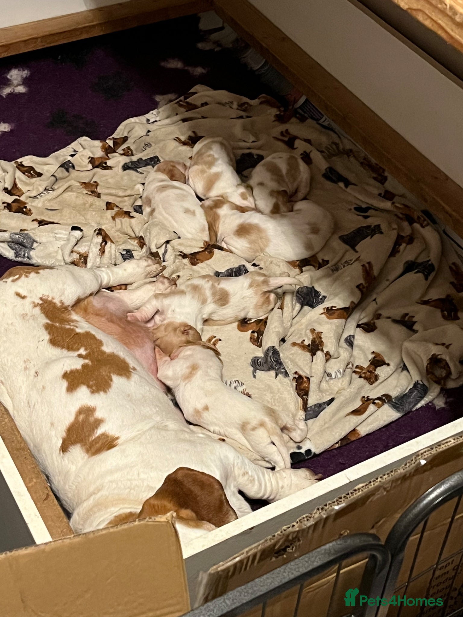 Basset Hound dogs Beautiful Basset babies now born  - Advert 3