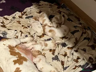 Basset Hound dogs Beautiful Basset babies now born - Advert 3