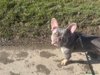 French Bulldog dogs French bulldog - Advert 8