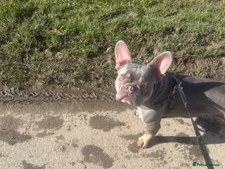 French Bulldog dogs French bulldog - Advert 6