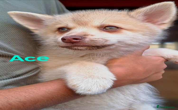 Pomsky dogs - Advert 11