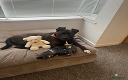 Mixed Breed dogs for sale: 4 year old husky cross - Advert 3