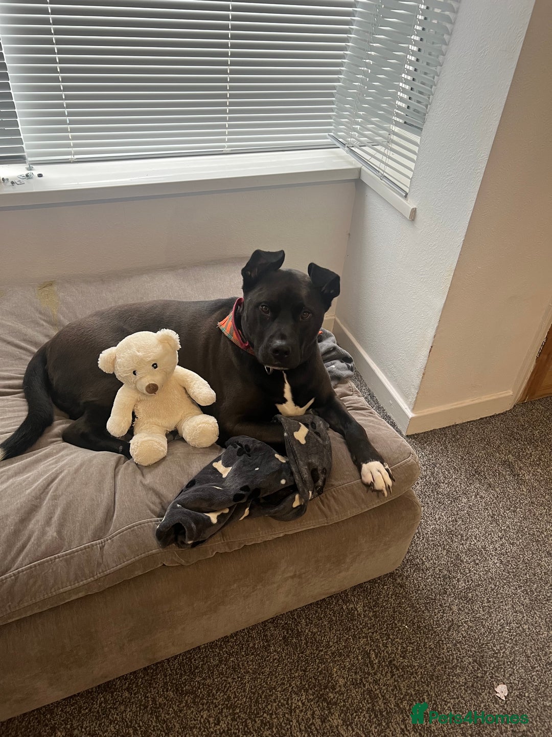 Mixed Breed dogs for sale: 4 year old husky cross - Advert 3