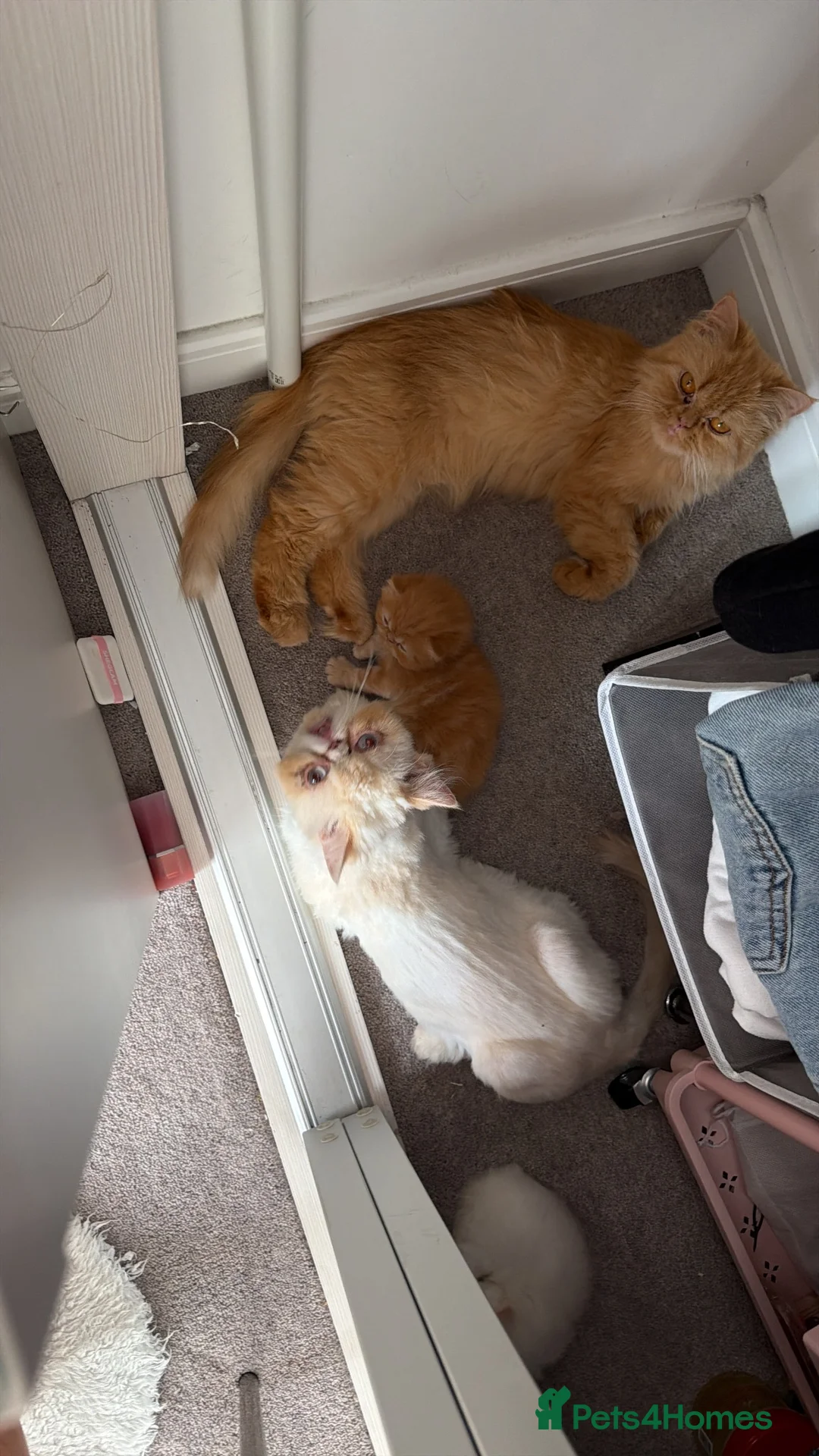 Persian cats for sale: Rare Persian Kittens - White & Rare Ginger Female in London - Advert 11