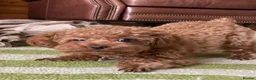 Poodle dogs for sale: Poodle Puppies Intelligent and Affectionate in Castle Douglas - Advert 3