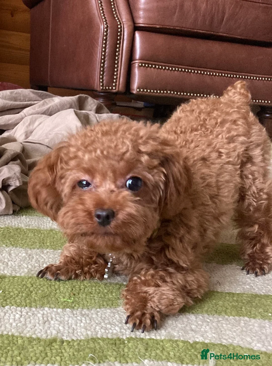 Poodle dogs for sale: Poodle Puppies Intelligent and Affectionate in Castle Douglas - Advert 3