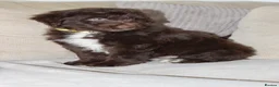 Aussiedoodle dogs for sale: Aussiedoodle F1 Health Tested KC registered parent - Advert 6