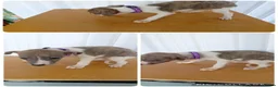Whippet dogs for sale: Stunning Whippet Puppies for sale in Chesterfield - Advert 8