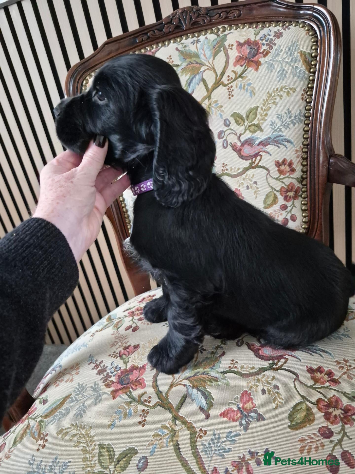Cocker Spaniel dogs Last 2 working Cocker spaniel puppies  - Advert 18