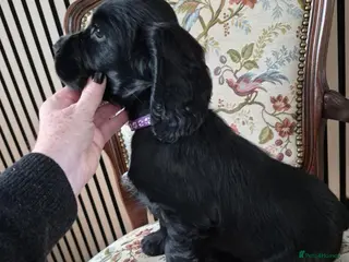 Cocker Spaniel dogs Last 2 working Cocker spaniel puppies - Advert 18