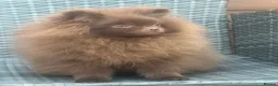 Pomeranian dogs for sale: Amazing Poms teddy bear boy - reduced price  - Advert 3