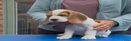 Beagle dogs for sale: Gorgeous KC registered Beagle Pups - Advert 6