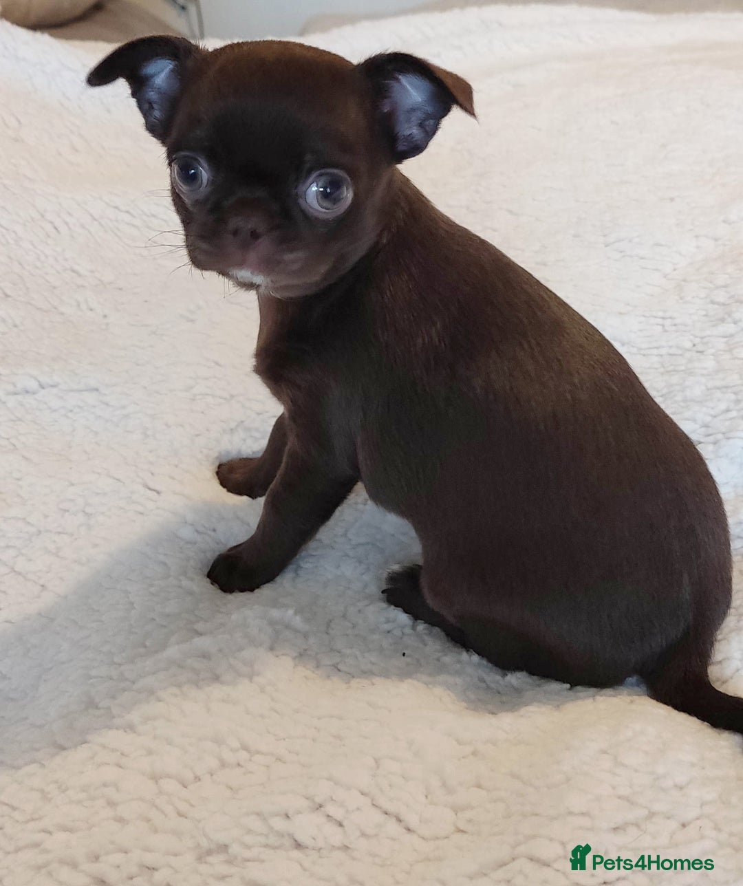 Chihuahua dogs for sale: Beautiful Chocolate Chihuahua Girls  - Advert 3