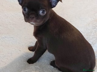 Chihuahua dogs Beautiful Chocolate Chihuahua Girls - Advert 3