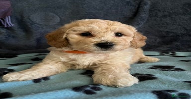 Poochon dogs - Advert 4