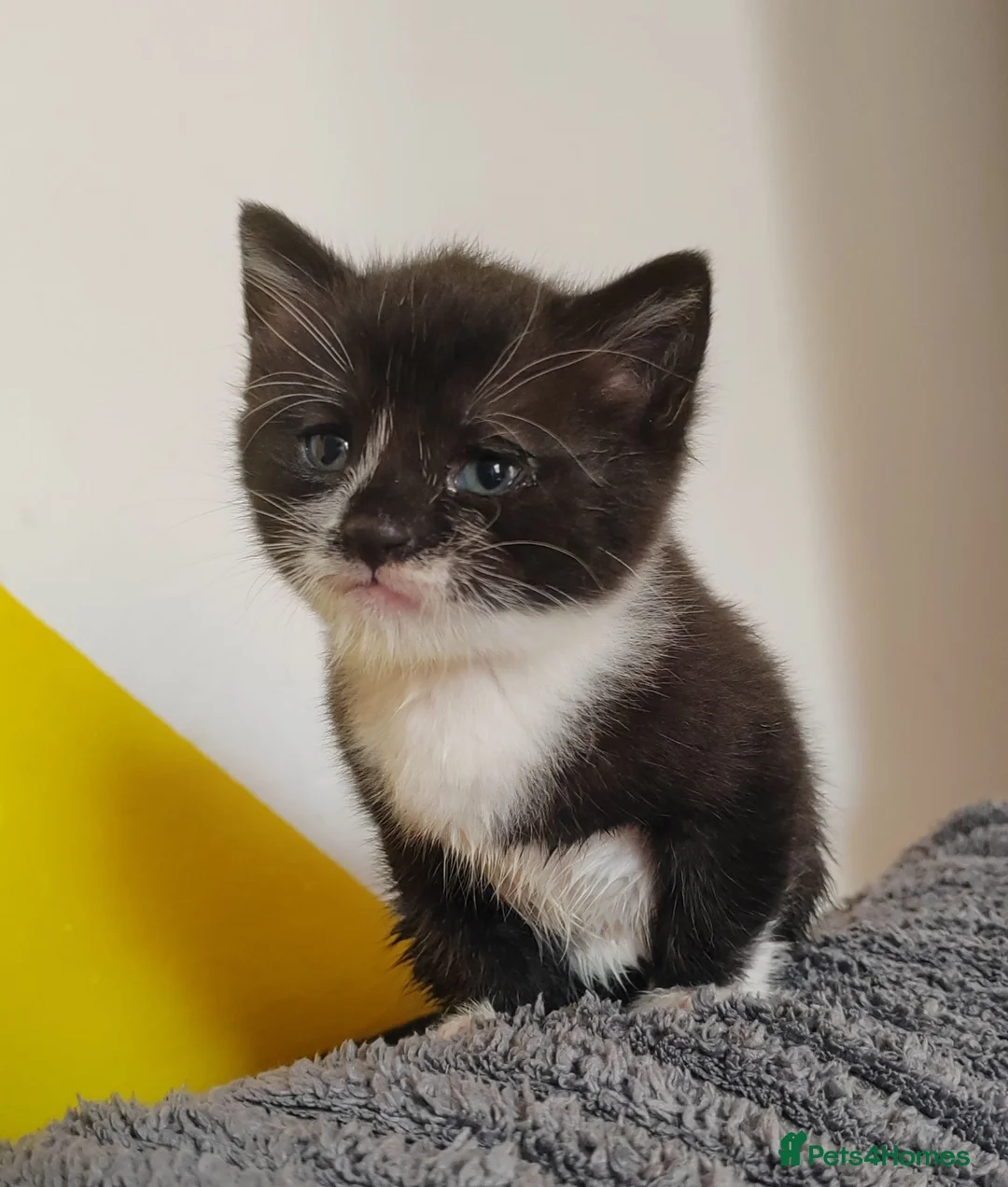 Mixed Breed cats for sale: Male kitten for sale  - Advert 4