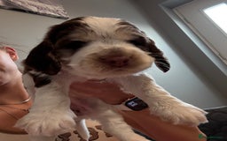 Cocker Spaniel dogs for sale: Chocolate Roan & Tan Cocker Spaniel Girl - Image 17