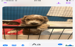 Cockapoo dogs for sale: 4 Beautiful female cockerpoos  - Image 14