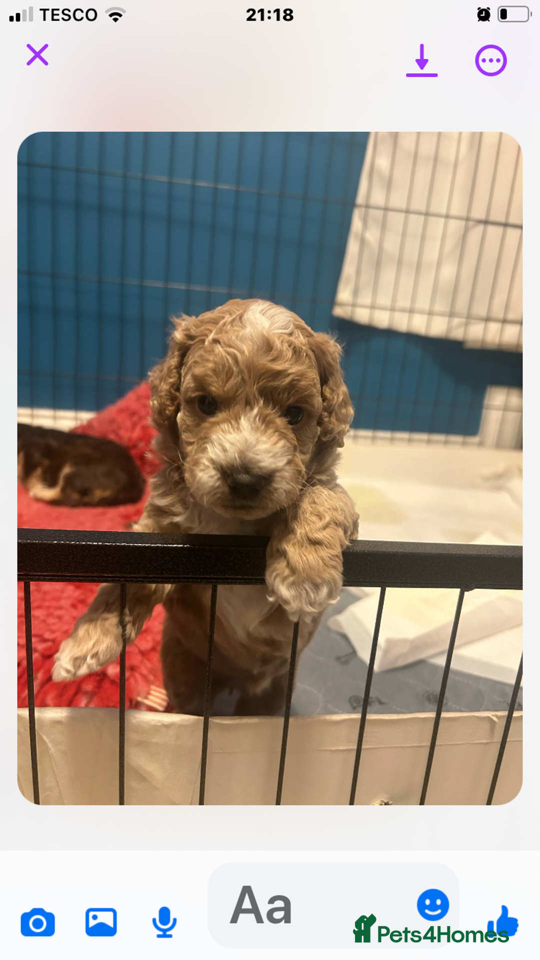 Cockapoo dogs for sale: 4 Beautiful female cockerpoos  - Image 14