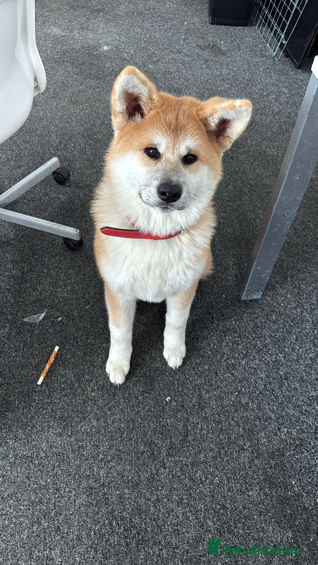 Akita dogs for sale: Akita girl puppy 4 months  - Advert 1