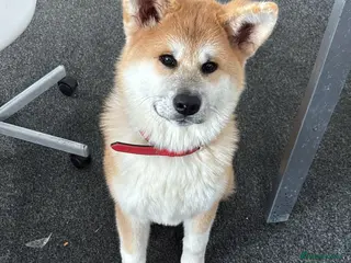 Akita dogs Akita girl puppy 4 months - Advert 5