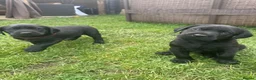 Labrador Retriever dogs for sale: Labrador puppies for sale - Advert 9