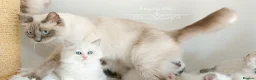 Ragdoll cats for sale: READY😻PURE BEAUTIFUL RAGDOLL 😻😻😻 - Advert 26