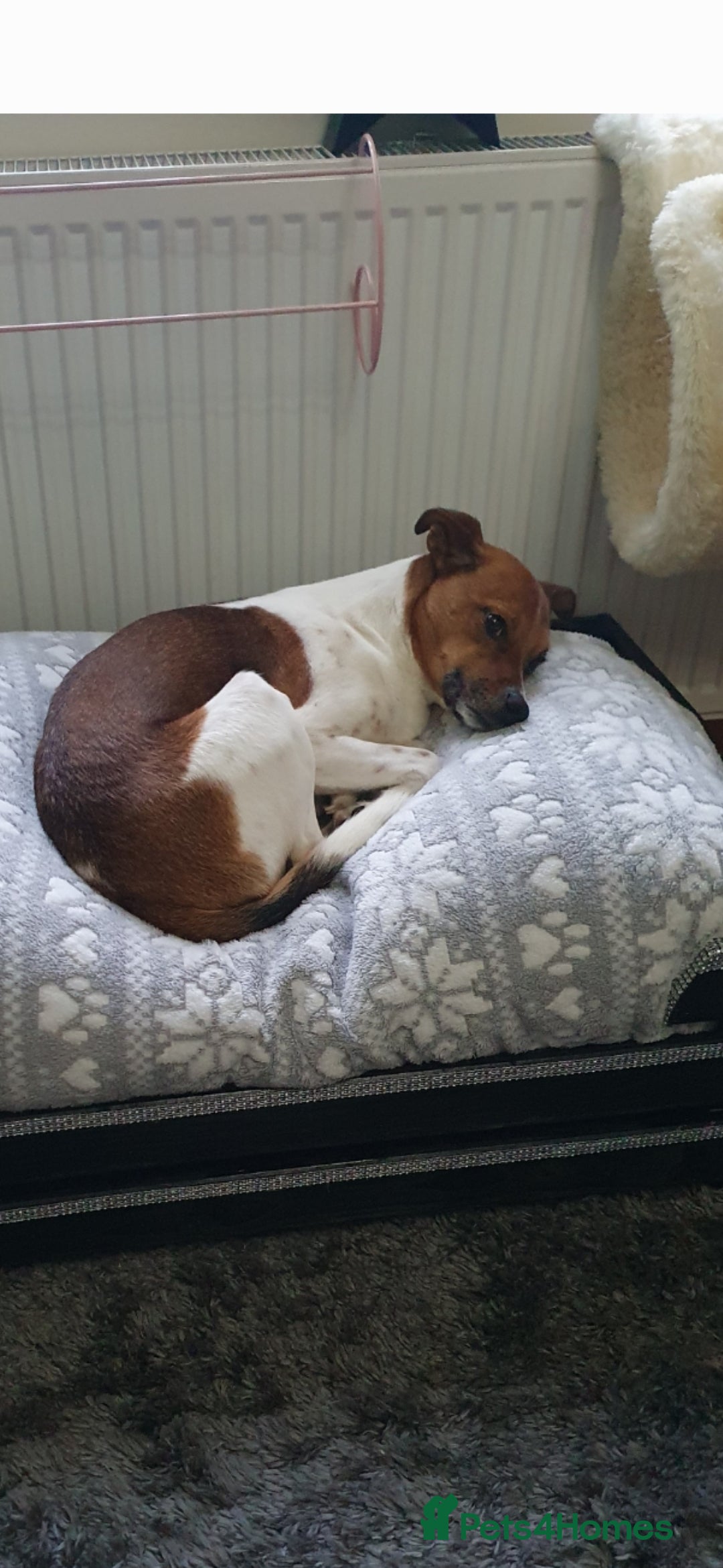 Mixed Breed dogs for sale: 6 year old Jack Russel x - Image 5