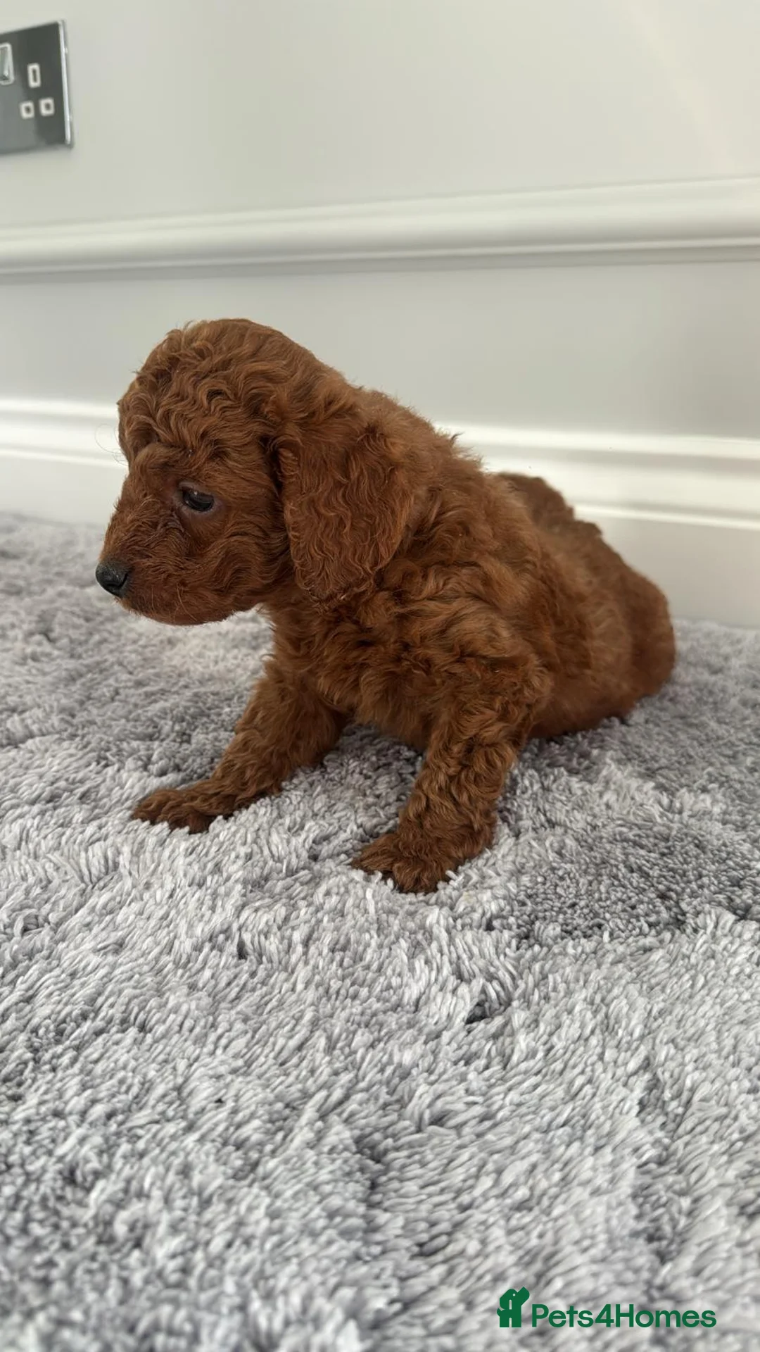 Cockapoo dogs for sale: Stunning Beautiful F1b Cockapoo Girl  - Advert 4
